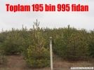 imento 5000 fidan daha dikti