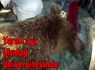 Yaral ay Uluda niversitesinde