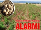 Patates reticilerine uyar