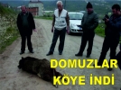 Domuzlar kye indi