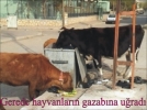 Gerede hayvanlarn gazabna urad