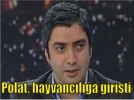 Polat, hayvancla giriti