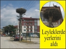 Leyleklerde yerlerini ald
