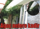 Aa nelere kadir
