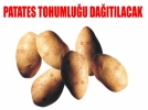 Patates Tohumluu Datlacak
