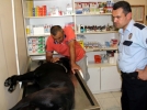 Kpeini ldren veterinere saldrd