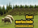 Hayvanlarn kent merkezinde otlatanlara ceza