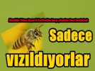Bakan kime sadece vzldyorlar dedi