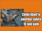 Abant Glne olta atmak yasak