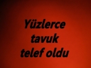 Yzlerce tavuk telef oldu