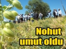 Bolunun yeni umudu; NOHUT