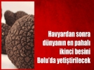 Bolu siyah inciyi buldu