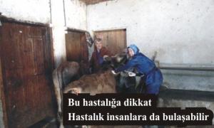 Srlarda Nodler Ekzantemi Hastalna dikkat!