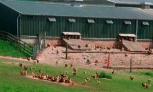 Organik yumurta iin hazrlklar balad