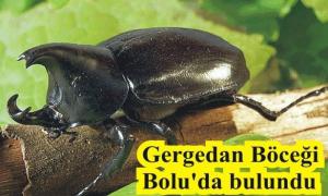 90 BN DOLAR MUDURNU ORMANLARINDA