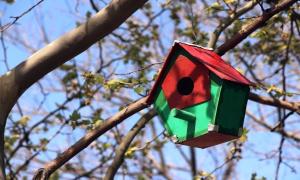 Kediler iin ev, kular iin yuva