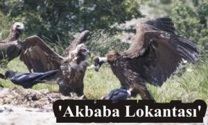 Lokantann bir numaral mterisi akbabalar