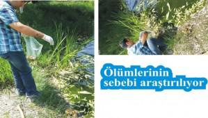 Toplu balk lmlerinin sebebi aratrlyor