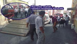 Hayvan ykl kamyon yand