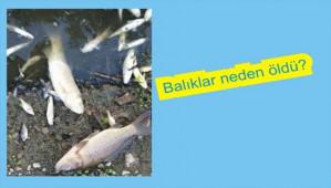 Balk lmlerinin nedeni anlald