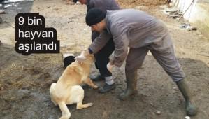 Kuduz riski Bolu'da sfr