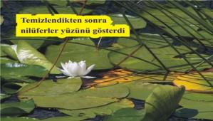 Nilferler yzn gstermeye balad