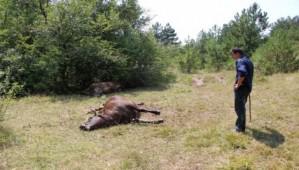 3 NEK AYILARIN KURBANI OLDU