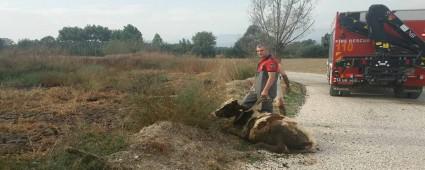 AMURA BATAN NE TFAYE KURTARDI!