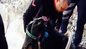 TFAYEDEN AT OPERASYONU