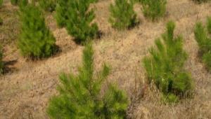 Bolu'da orman personeline hizmet ii eitim