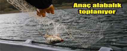 "Abant Alas" iin ana alabalk topland