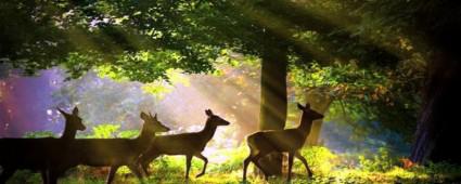 Bolu'da hayvan says belirlenecek