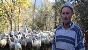 KURTLAR 20 KOYUNU TELEF ETT