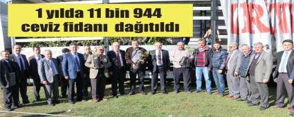 Ceviz fidan datmna devam