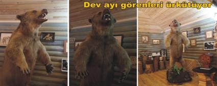 Telef olan boz ay lmszletirildi