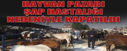 HAYVAN PAZARI AP HASTALIINA KARI KAPATILDI