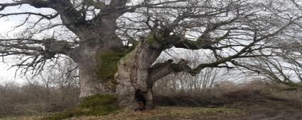 Mengen'de Ant Mee Aalar Ferahlandrld