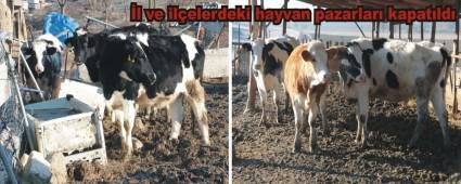 Bolu'da ap karantinas