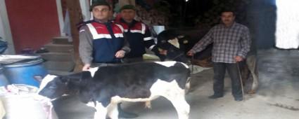 BOLU'DA ALINAN BUZAILAR KOCAEL'NDE BULUNDU