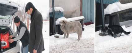 Belediye sokak hayvanlarna yem brakt