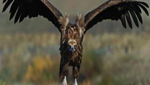 Akbaba trleri tehdit altnda