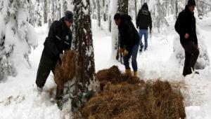 Yabani hayvanlar kar altnda kald