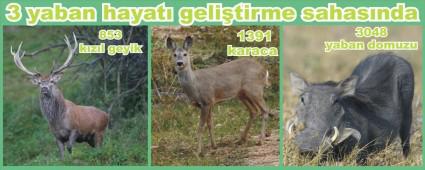 Bolu'daki yabani hayvan says belirlendi