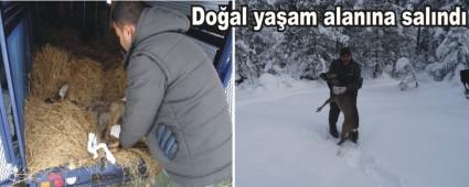 Yaral karaca tedavi edildi