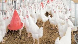 Beyaz et ihracat 700 milyondan 472 milyon dolara dt