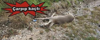 ls yol kenarnda bulundu