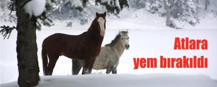 At Yaylasna yem brakld