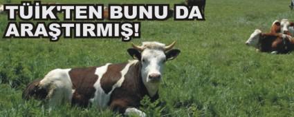 TE BOLU'NUN SIIR SAYISI