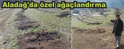 250 al ceviz fidanlarnn dikildi