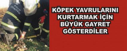 9 KPEK YAVRUSU ALEVLERN ARASINDAN BYLE KURTARILDI